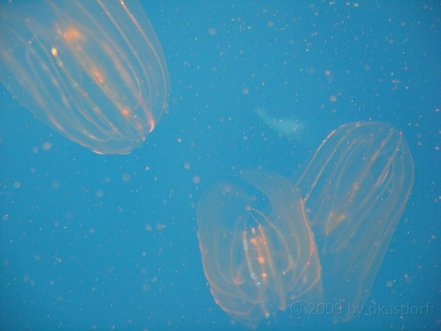 Baltimore [2009 July 02] 219.JPG - Scenes from Baltimore's Inner Harbor.